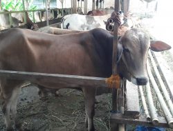 Sapi Ternak Indonesia : Penggemukan dan Jenis