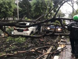 Badai Terjang Jakarta, Dua Mobil Ringsek Tertimpa Pohon Tumbang