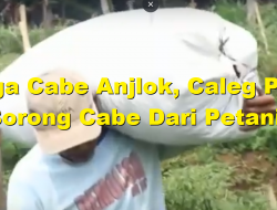 [Video] Harga Cabe Anjlok, Caleg PKS Ini Borong Cabe Dari Petani