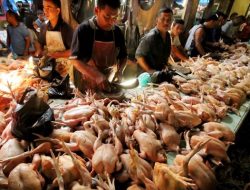 Harga Ayam Anjlok, Para Peternak DIY Nyaris Bangkrut