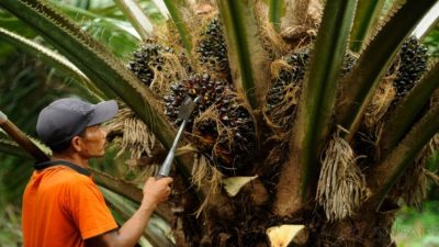 Petani Sawit Terancam Bangkrut