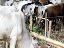 Pakar Jerman Terkejut dengan Tata Cara Penyembelihan Hewan Qurban Sesuai Syari’at Islam