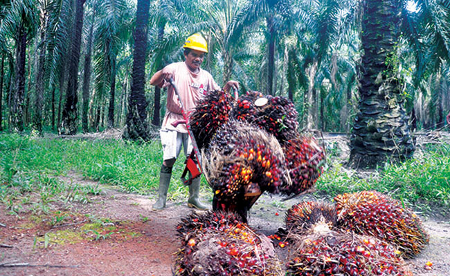 petani sawit teracncam bangkrut