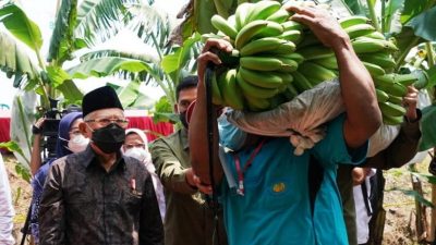 ‘Kenyang Tak Harus Makan Nasi’, Ma’ruf Amin: 2 Pisang Cukup Mengenyangkan