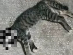 21 Kucing Mati Mendadak di Sunter, Kenapa?