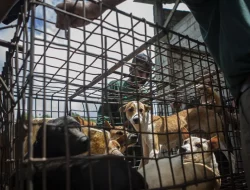 Pasar Ekstrem di Tomohon Tak Boleh Lagi Jual Daging Kucing dan Anjing!