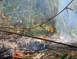 Hutan Bambu di Desa Wisata Penglipuran, Bali, Kebakaran