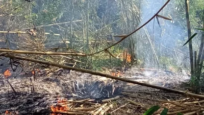 Hutan Bambu di Desa Wisata Penglipuran, Bali, Kebakaran