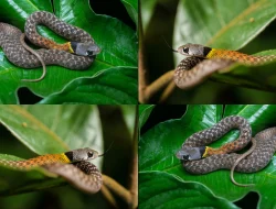 Picung, Ular Asli Indonesia: Kecil, Cantik, Berbahaya