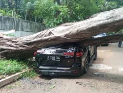 Tumbangnya Pohon Besar di Seberang Rumah Prabowo Subianto